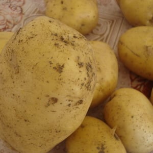 Variété de pomme de terre Agata sans prétention et à haut rendement