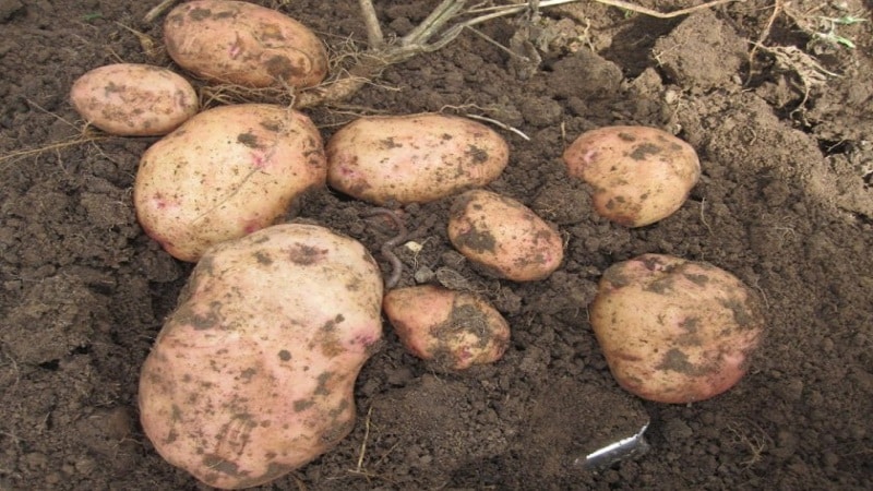 A popular potato variety with excellent taste and good keeping quality Kyiv Svitanok