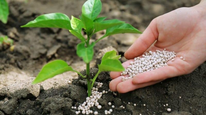 Paano pakainin ang mga paminta sa panahon ng pamumulaklak at pamumunga sa isang greenhouse upang makakuha ng record na ani