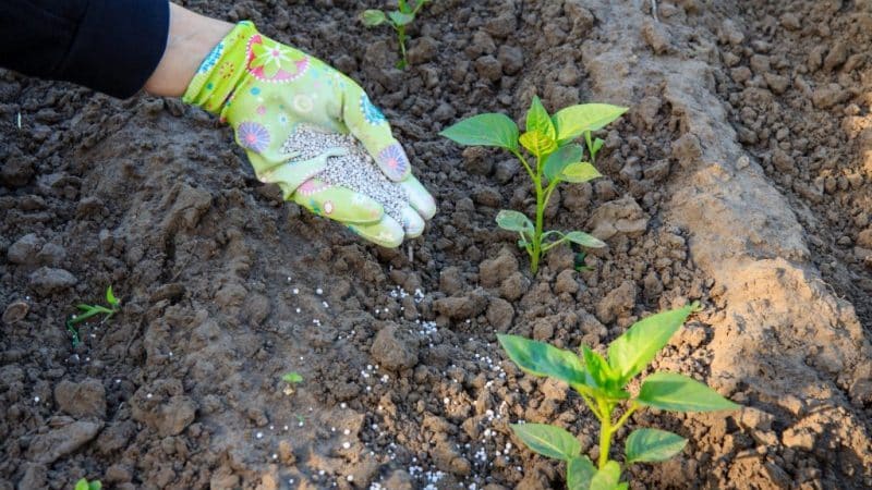 Como alimentar pimentas durante a floração e frutificação em estufa para obter uma colheita recorde