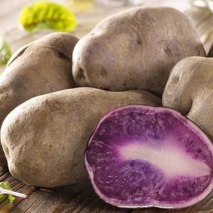 Patata de mesa semiprecoz variedad Gourmet morada