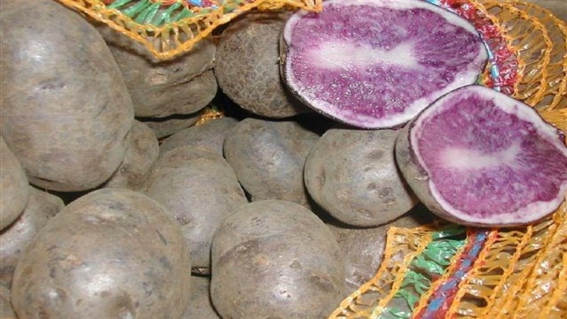 Mid-early table potato variety Gourmet purple