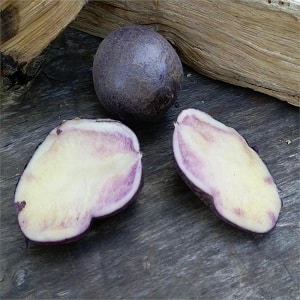 Mid-early table potato variety Gourmet purple