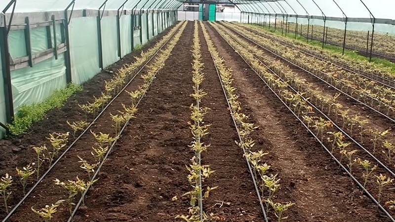 Scopriamo cosa fare se i pomodori bruciano in una serra: come salvare il raccolto