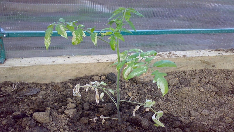 Scopriamo cosa fare se i pomodori bruciano in una serra: come salvare il raccolto