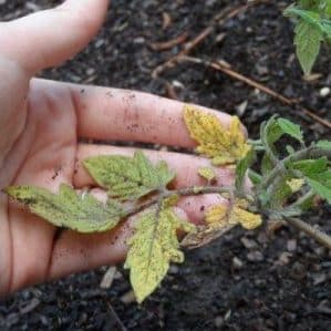 Lassen Sie uns herausfinden, was zu tun ist, wenn Tomaten in einem Gewächshaus verbrennen – wie Sie Ihre Ernte retten können