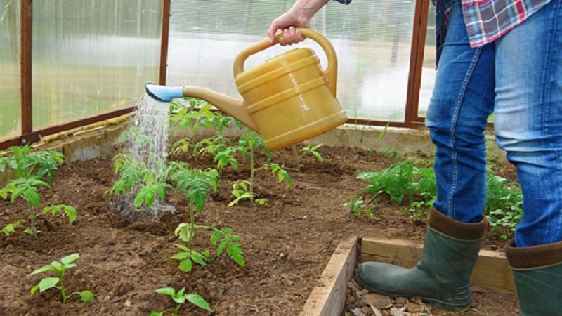 Vamos descobrir o que fazer se os tomates queimarem em uma estufa - como salvar sua colheita