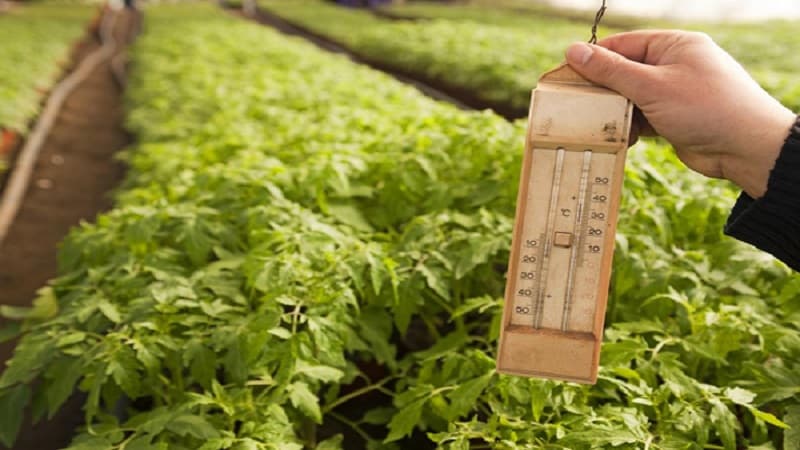 Scopriamo cosa fare se i pomodori bruciano in una serra: come salvare il raccolto