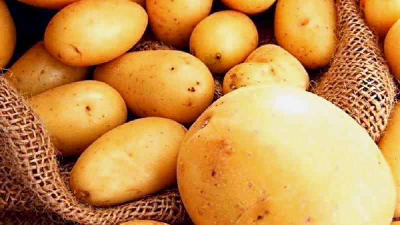 Varietà di patate Impala popolare e costantemente produttiva proveniente da allevatori olandesi