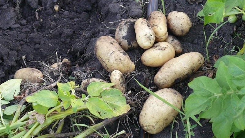 Beliebte und konstant produktive Impala-Kartoffelsorte von niederländischen Züchtern