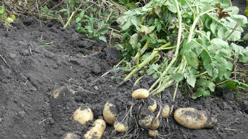 Varietà di patate Impala popolare e costantemente produttiva proveniente da allevatori olandesi