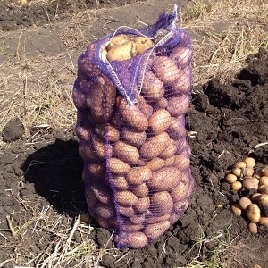 Varietà di patate Impala popolare e costantemente produttiva proveniente da allevatori olandesi