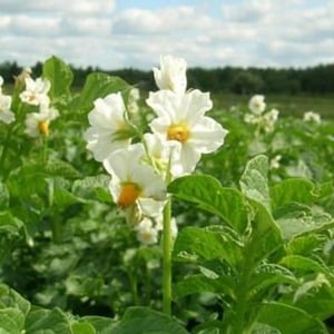 Drought-resistant and unpretentious potato variety Meteor: description and characteristics