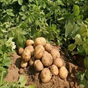 Drought-resistant and unpretentious potato variety Meteor: description and characteristics