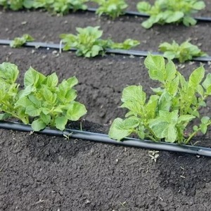 Variété de pomme de terre Meteor résistante à la sécheresse et sans prétention: description et caractéristiques