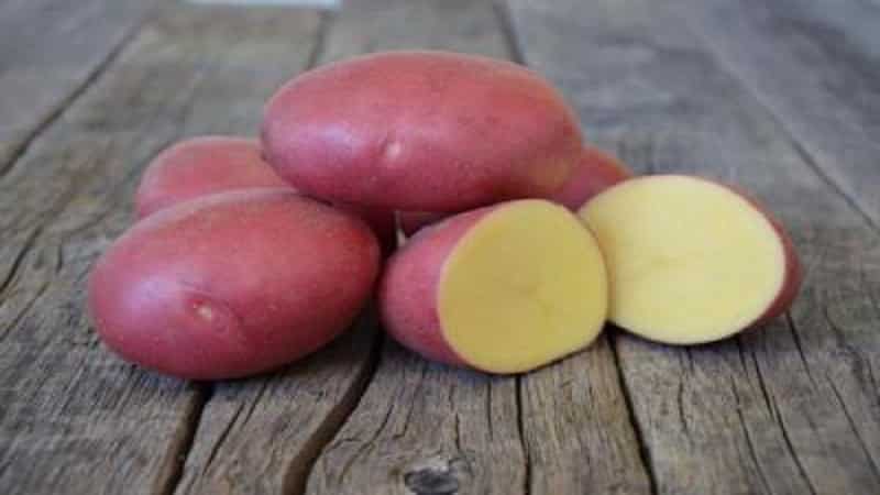 Variedad de patata roja Labella, sencilla pero productiva