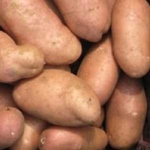 Die legendäre amerikanische Kartoffelsorte, bewährt und von Landwirten geliebt