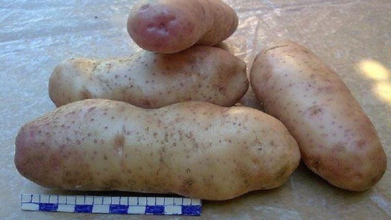 La leggendaria varietà di patate americana, collaudata nel tempo e adorata dagli agricoltori