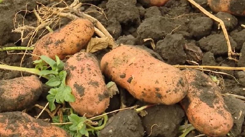 La legendaria variedad de papa americana, probada en el tiempo y adorada por los agricultores.