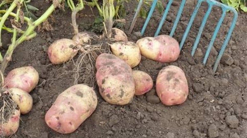 La legendaria variedad de papa americana, probada en el tiempo y adorada por los agricultores.