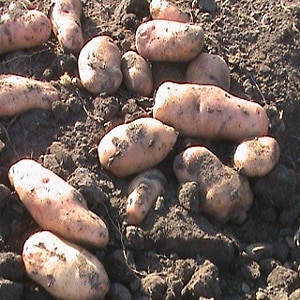 La légendaire variété de pomme de terre américaine, éprouvée et adorée des agriculteurs