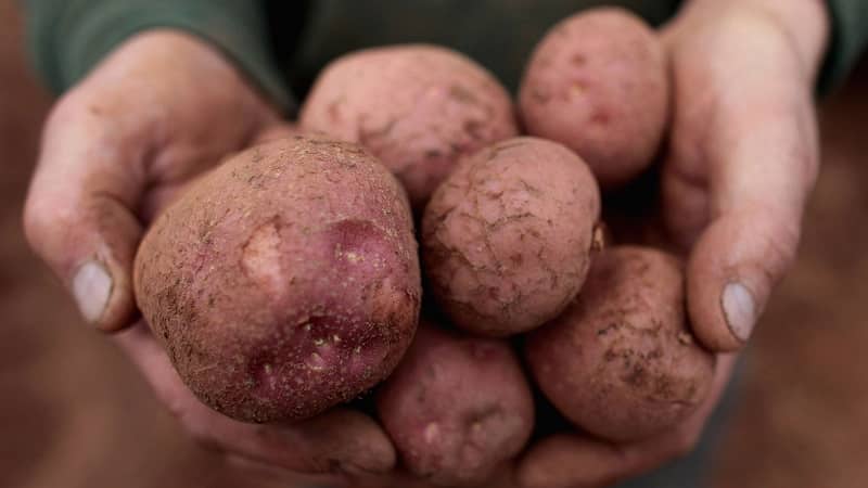 La légendaire variété de pomme de terre américaine, éprouvée et adorée des agriculteurs