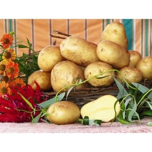 Varietà di patate Labadia resistente alla siccità e produttiva: descrizione e caratteristiche