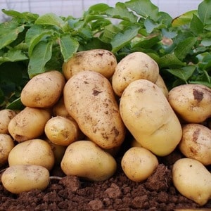 Drought-resistant and productive potato variety Labadia: description and characteristics