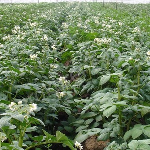 Drought-resistant and productive potato variety Labadia: description and characteristics