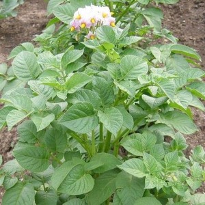 Drought-resistant and productive potato variety Labadia: description and characteristics