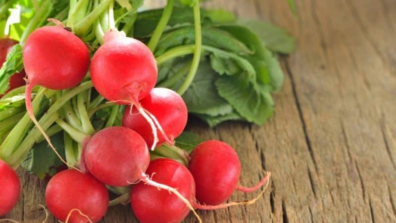 How to plant radishes correctly: instructions for beginner gardeners