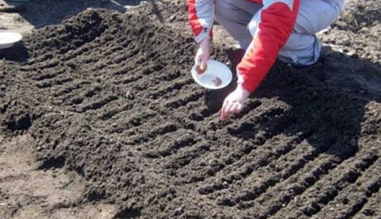 Comment planter correctement des radis : instructions pour les jardiniers débutants