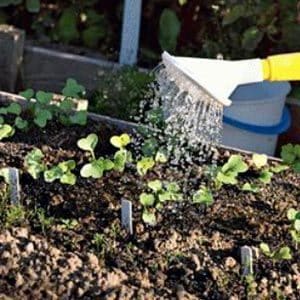 Comment planter correctement des radis : instructions pour les jardiniers débutants