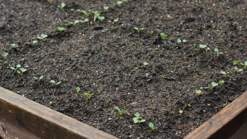 How to plant radishes correctly: instructions for beginner gardeners