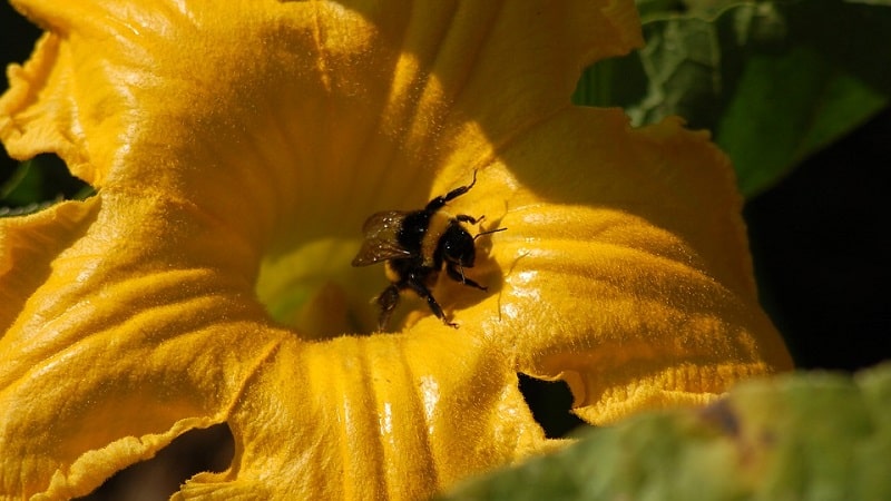 Vad man ska göra när en pumpa inte blommar och varför detta händer