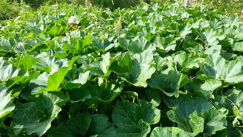 Que faire lorsqu'une citrouille ne fleurit pas et pourquoi cela se produit