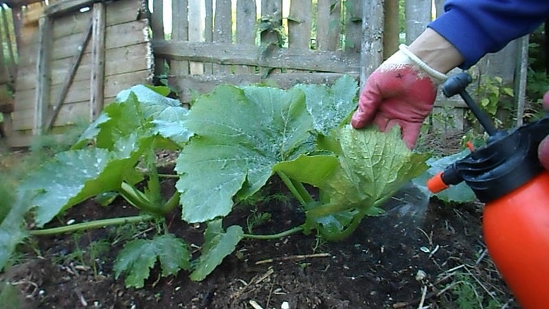 Vad man ska göra när en pumpa inte blommar och varför detta händer