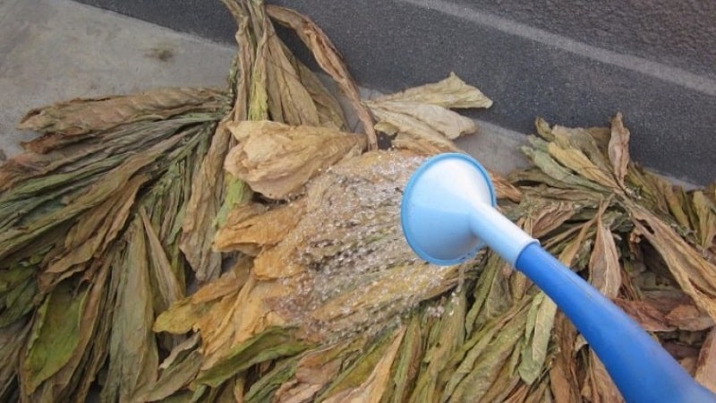 So fermentieren Sie Tabak zu Hause: die besten Möglichkeiten