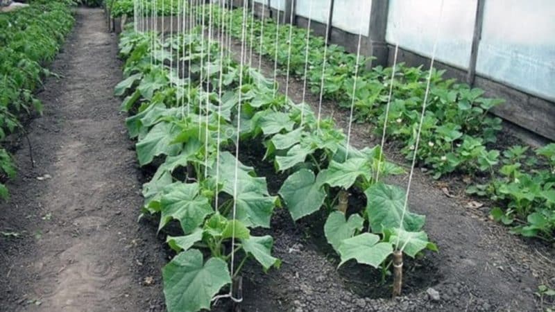 Step-by-step instructions for planting cucumbers in the ground