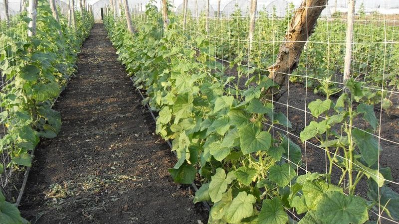 Instrucciones paso a paso para plantar pepinos en el suelo.