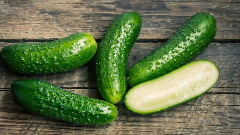 Step-by-step instructions for planting cucumbers in the ground