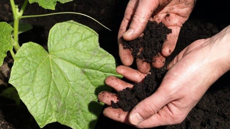 Instruccions pas a pas per plantar cogombres a terra