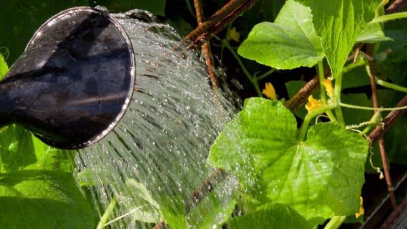 Steg-för-steg-instruktioner för att plantera gurkor i marken