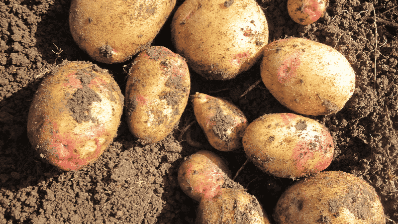 Potato variety Galaxy with excellent taste and long shelf life