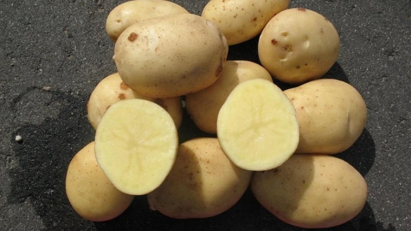 Mid-season unpretentious potato variety Arizona: description of the variety, advantages and disadvantages