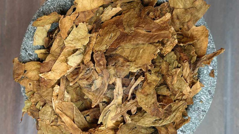 Cultivo de tabaco turco a partir de sementes: instruções para iniciantes, características da variedade