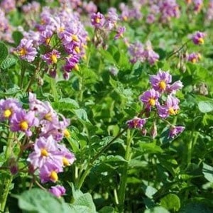 Domestic potato variety Aurora for a rich, tasty harvest