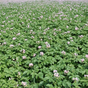 Variété de pomme de terre domestique Aurora pour une récolte riche et savoureuse