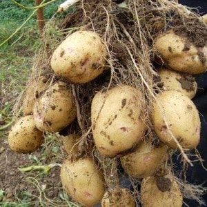 Zengin, lezzetli bir hasat için yerli patates çeşidi Aurora