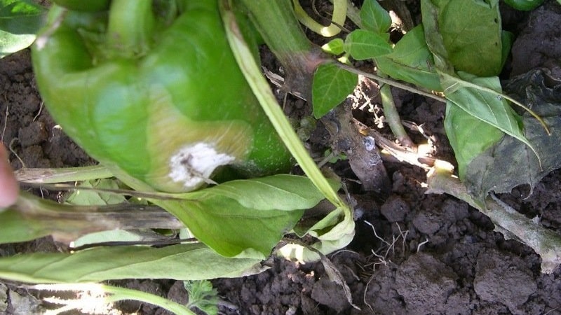 Anong mga sakit ng peppers ang umiiral sa isang greenhouse: mga larawan at pamamaraan ng paggamot